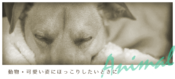 動物